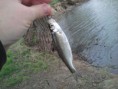 /album/ryby-2013/fotografie0082-jpg/