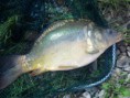 /album/ryby-2013/fotografie0236-jpg/