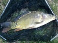 /album/ryby-2014/fotografie0012-jpg/